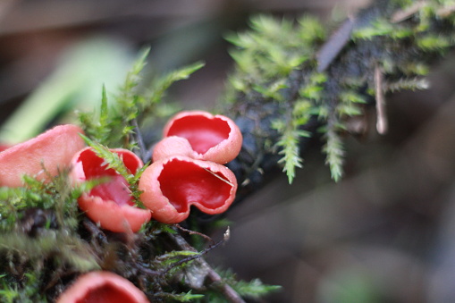 Red mushrooms after the rain