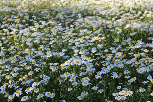 Fields of several marigolds in Portugal