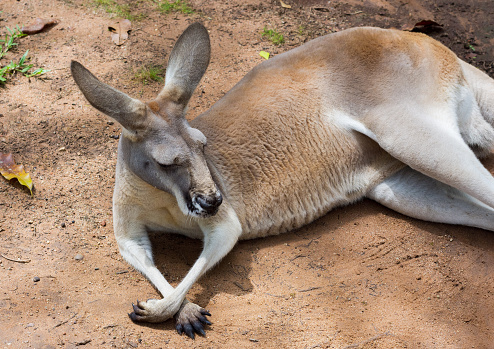 Kangaroo lying down. \nChilling Kangaroo. Queensland. Australia