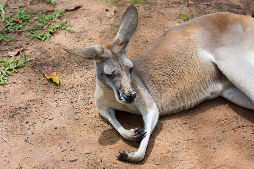 Kangaroo lying down. \nChilling Kangaroo. Queensland. Australia