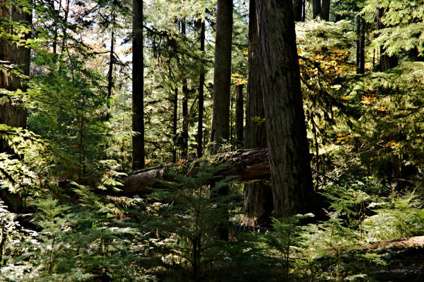 old growth forest ecosystem in autumn season - leaf autumn falling tree imagens e fotografias de stock