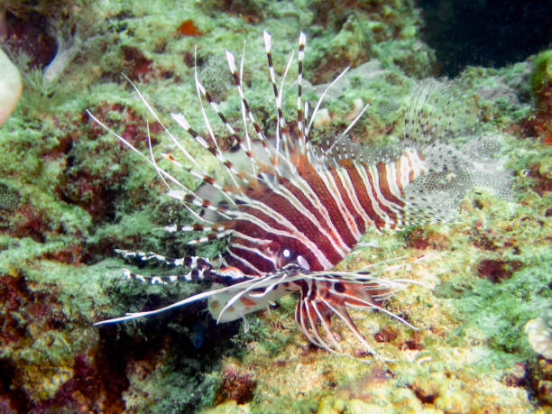 A Spotfin Lionfish (Pterois antennata) A Spotfin Lionfish (Pterois antennata) pterois antennata lionfish stock pictures, royalty-free photos & images