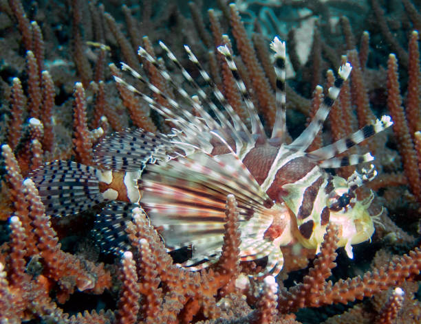 A Spotfin Lionfish (Pterois antennata) A Spotfin Lionfish (Pterois antennata) pterois antennata stock pictures, royalty-free photos & images