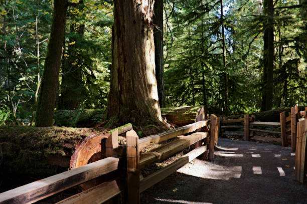 istock Restored Wooden Fence in Old Growth Forest 1208204167