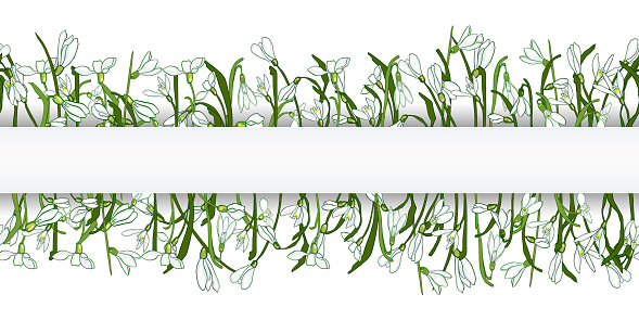 Horizontal seamless border of hand drawn snowdrops flowers, green leaves on white. Spring flowers  snowdrops perfect fit for cover, textile, fabric, wallpaper, wrapping, card, web design. Vector