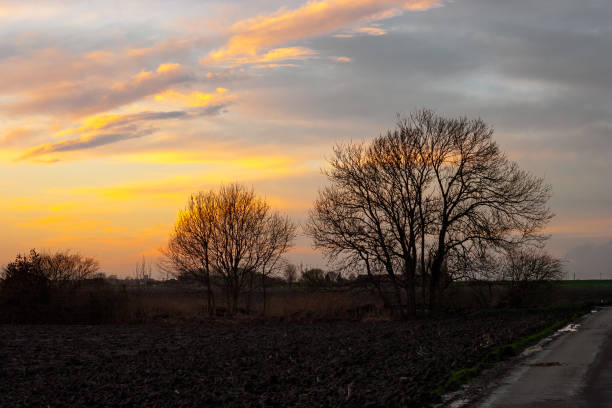 istock Trees silhouettes against beautiful evening sky 1208205838