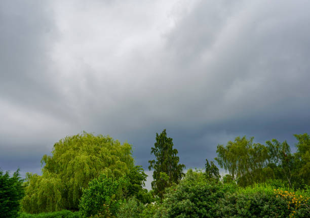 Dark grey stormy clouds over green trees