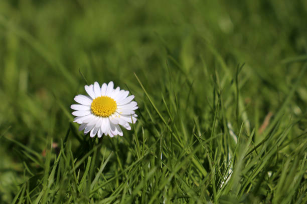 Chamomile flower blooming on sunny meadow