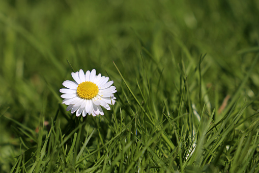 Spring daisy in the green grass, medicinal herbs