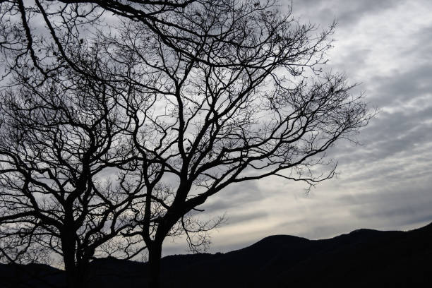 istock Ominous Silhouetted Tree on a Cold Overcast Morning 1208209331