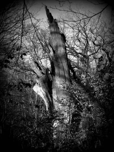 Photo of Broken trees stand in an old park. A hurricane broke the tree in half. Demonic, mystical, strange and scary place, Holga Lomography