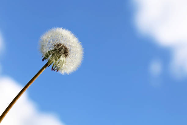 Beautiful wild growing flower seed dandelion on background meadow