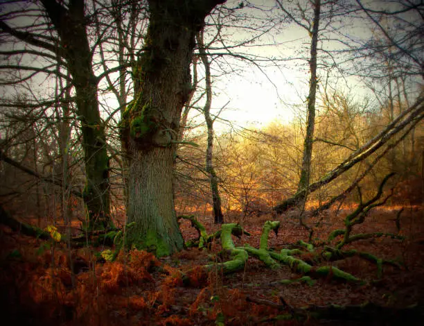 Photo of a large oak tree and its large, dead branches in the Sababurg primeval forest, Lomography