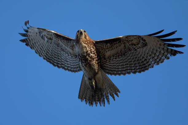 istock Red-tailed hawk flying, seen in the wild in  North California 1208210028