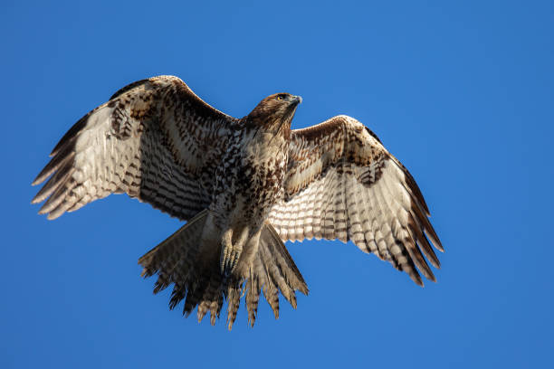 istock Red-tailed hawk flying, seen in the wild in  North California 1208210047