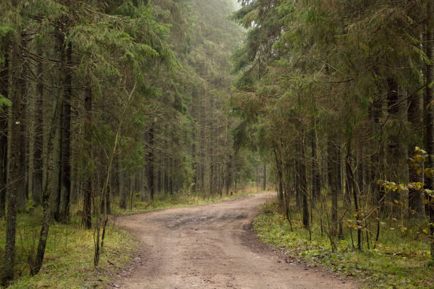 istock Autumn road in a dense forest 1208212511