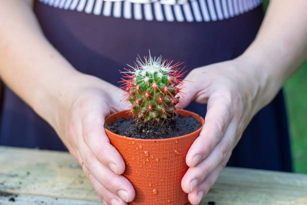 istock A woman holds a pot of cactus 1208213224
