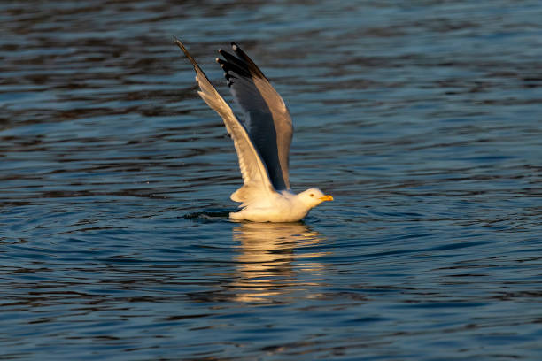 istock Seagull on the river at sunset 1208213308