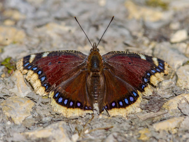 istock Camberwell beauty butterfly 1208213608