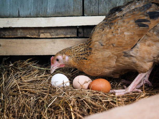 istock Red hen on a nest with eggs 1208214278