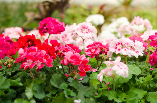 istock Garden Geranium Plant. White and pink flowers 1208214694