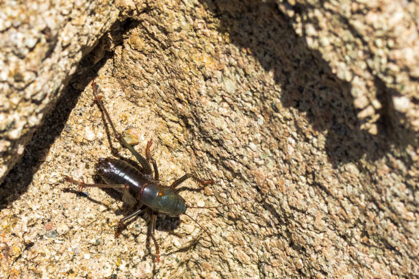 mormon cricket - mormon stock-fotos und bilder