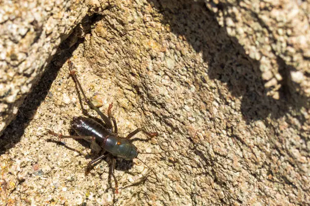 Mormon Cricket With Rock Background
