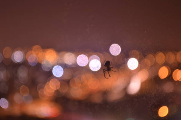 A small spider sits in its web against the bokeh lights of a city. Taken in East London, UK.
