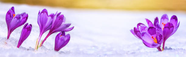 istock Crocuses - blooming purple flowers making their way from under the snow in early spring 1208217588