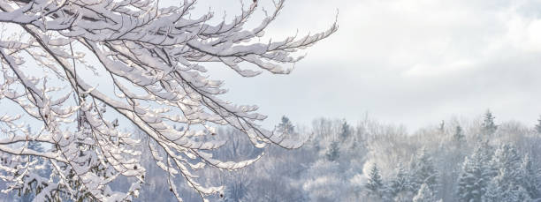 paesaggio invernale, striscione - vista dei rami innevati nella foresta invernale di montagna - backwoods foto e immagini stock