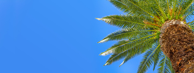 Palm tree isolated on panoramic blue sky background with copy space, palm tree at tropical coast, vacation travel concept banner