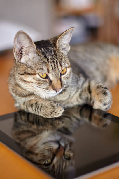 istock Cute little cat with short fur lays on the electronic tablet. 1208218020