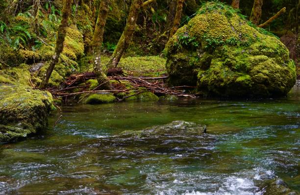 istock NW Umpqua National Forest 1208219718