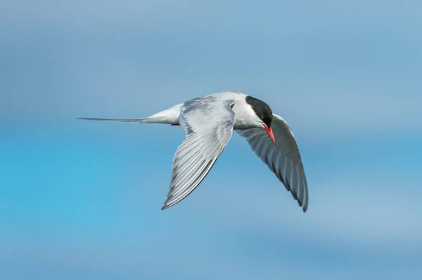 북극 의 tern, 스테나 파라디세아, 둘레 극성 분포를 가지고 tern 가족 sternidae의 해조입니다. 스발바르에서 발견. - tern bird arctic tern nature 뉴스 사진 이미지