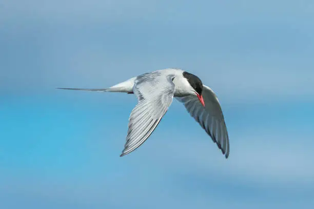 The Arctic Tern, Sterna paradisaea, is a seabird of the tern family Sternidae that has circumpolar distribution. Found in Svalbard.