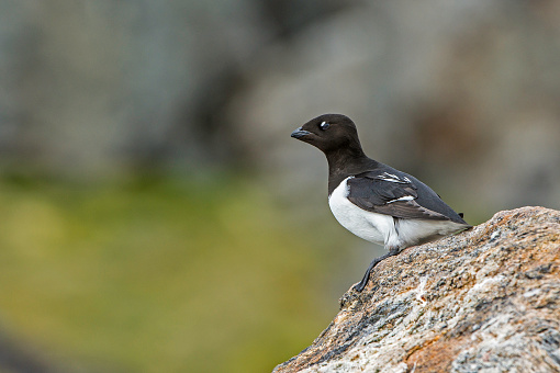 The little auk, or dovekie (Alle alle), is a small auk, the only member of the genus Alle in the family Alcidae.