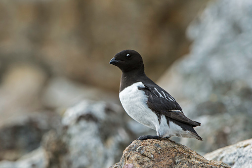 The little auk, or dovekie (Alle alle), is a small auk, the only member of the genus Alle in the family Alcidae.