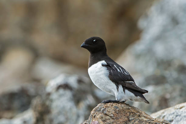 The little auk, or dovekie (Alle alle), is a small auk, the only member of the genus Alle in the family Alcidae. The little auk, or dovekie (Alle alle), is a small auk, the only member of the genus Alle in the family Alcidae. charadriiformes stock pictures, royalty-free photos & images