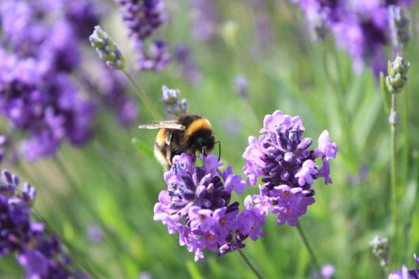 abeja y lavanda - animal beautiful beauty in nature bee fotografías e imágenes de stock