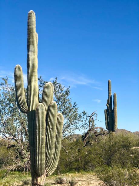 istock Two Tall Saguaro Cacti Growing in the Sonoran Desert 1208221342