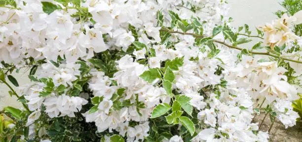 Beautiful white flower Carolina Silverbell (Halesia Carolina).