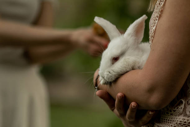 istock Young woman holding cute white rabbit 1208222531
