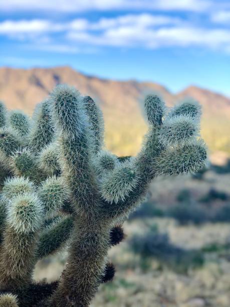 istock Light Shining on Jumping Cholla Cactus in the Sonoran Desert 1208222550