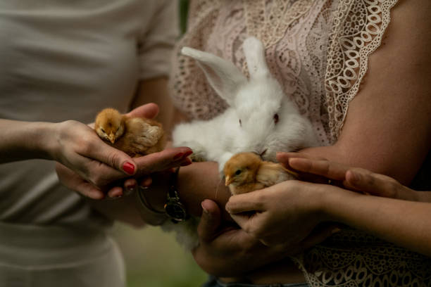 istock Cute white rabbit and baby chicks in human hands 1208222577
