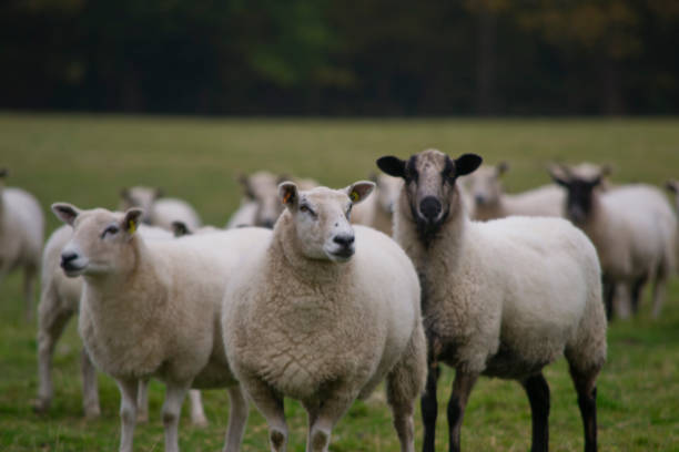 istock Herd of Sheep in Field 1208222965