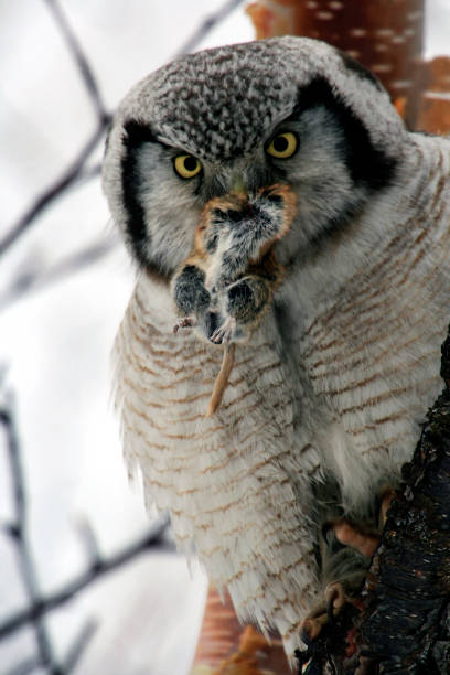 istock An owl holds a victim in its beak 1208223745