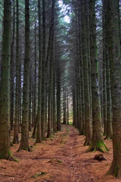 kann den wald für die bäume nicht sehen - porträt - cant see the wood for the trees stock-fotos und bilder