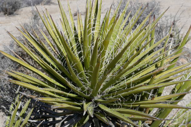 istock Natural cactus plants in the desert 1208225400