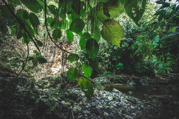 istock Nature green wood sunlight backgrounds. 1208226905