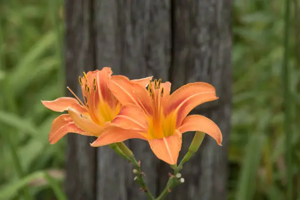 Wild Flowers-Orange Lilies Howard County Indiana